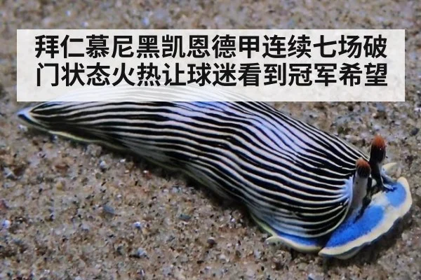 拜仁慕尼黑凯恩德甲连续七场破门状态火热让球迷看到冠军希望